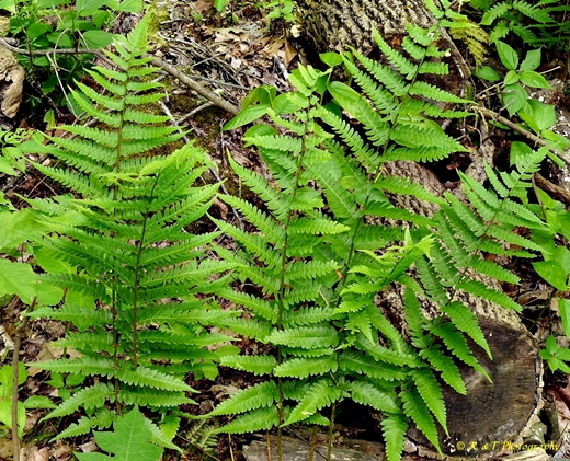{Dryopteris celsa}